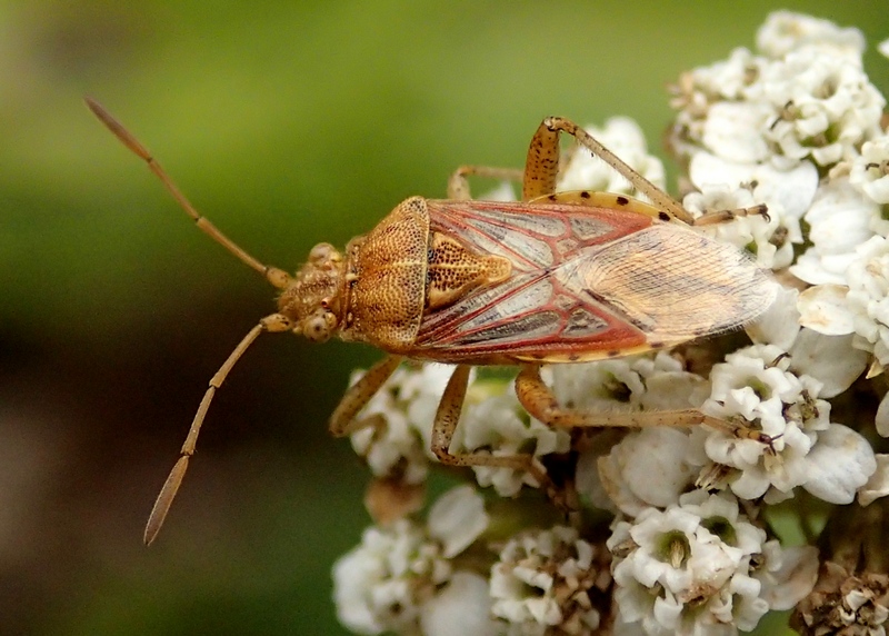 Rhopalidae?